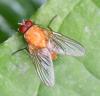 Phaonia pallida